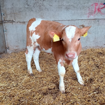 Tuesday 18th AUGUST 2026