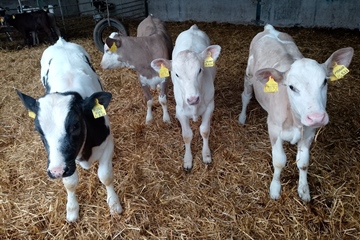 Tuesday 4th AUGUST 2026 - Entries