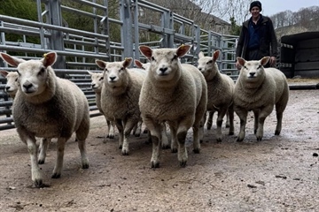 AUTUMN SHEEP SALES 2026