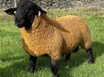 AUTUMN SHEEP SALES 2026