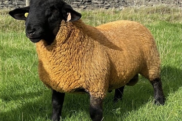 AUTUMN SHEEP SALES 2026