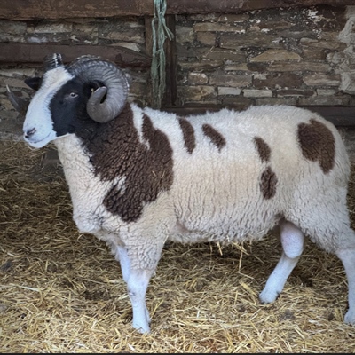 Sunday 27th September 2026 Breeding Sheep and Tups