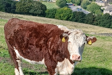 TUESDAY 6TH OCTOBER 2026 - DISPERSAL SALE
