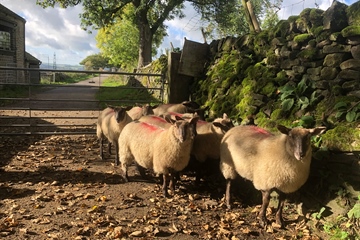 Sunday 11th October 2026
