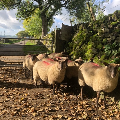 Sunday 11th October 2026 - MELTHAM SHEEP FAIR - STORE LAMBS AND BREEDING SHEEP
