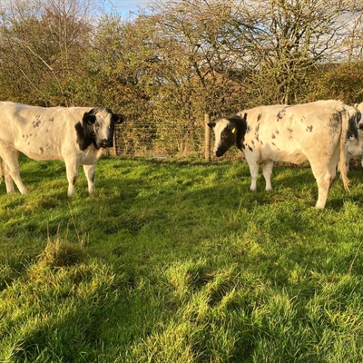 Tuesday 27th October 2026