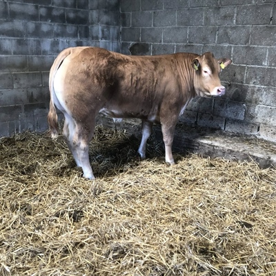 Spring show and sale of Store Cattle