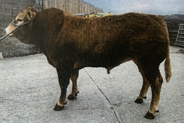 💛🐮 FARM TO FARM SALE 🐮💛