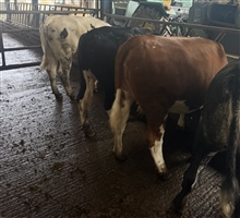 Tuesday 2nd June 2026