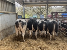 SPRING STORE SHOW & SALE ENTRIES