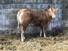 SPRING CATTLE SHOW & SALE